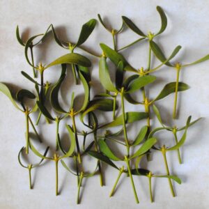 Gui frais - 20 gr de petites branches fraiches -Viscum Album