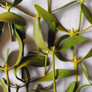 Gui frais - 20 gr de petites branches fraiches -Viscum Album