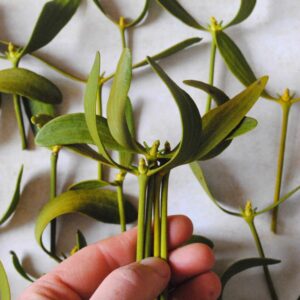 Gui frais - 20 gr de petites branches fraiches -Viscum Album