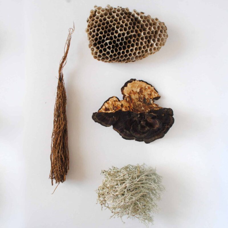 Trésors de la forêt pour décoration d'autels - boite de curiosités naturelles