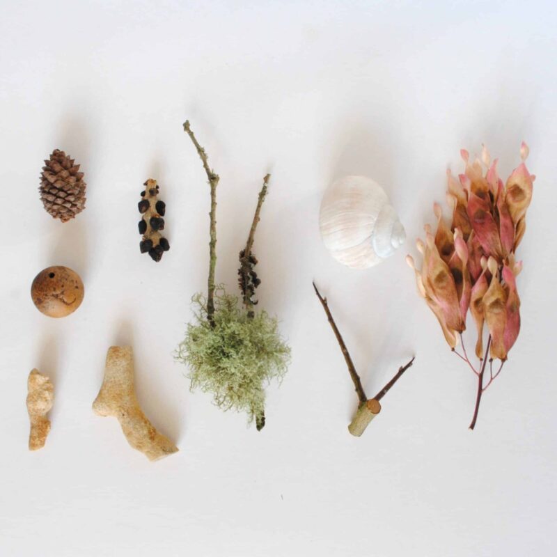 Trésors de la forêt pour décoration d'autels - boite de curiosités naturelles