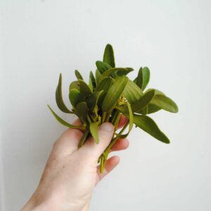 Gui frais - 20 gr de petites branches fraiches -Viscum Album