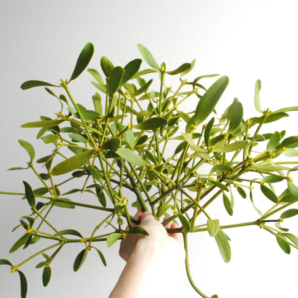 Gui frais - 20 gr de petites branches fraiches -Viscum Album