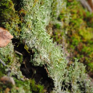 Champignons des fées - Trésors de la forêt pour décoration d'autels ou fioles