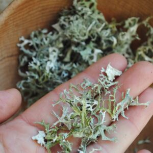 Lichen séché 10 gr pour rituels