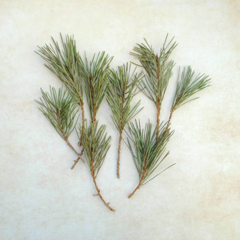 branches de pin sylvestre avec aiguilles