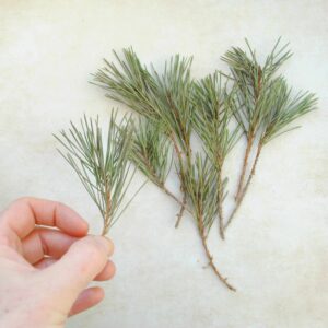 Pin Sylvestre petites branches séchées 10 gr pour fumigation