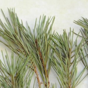Pin Sylvestre petites branches séchées 10 gr pour fumigation