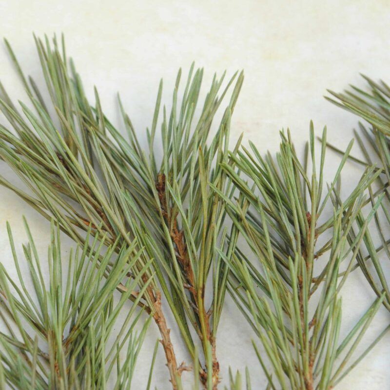 Pin Sylvestre petites branches séchées 10 gr pour fumigation