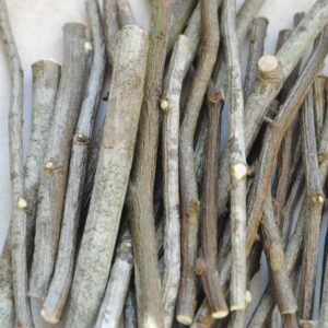 Petites branches de charme Carpinus Betulus - 40 gr -