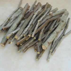 Petites branches de charme Carpinus Betulus - 40 gr -