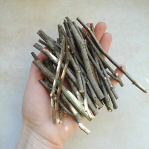 Petites branches de charme Carpinus Betulus - 40 gr -