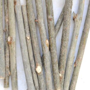 Petites branches de chêne centenaire Quercus - 30 gr -