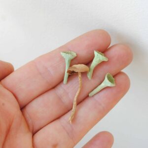 Champignons des fées - Trésors de la forêt pour décoration d'autels ou fioles