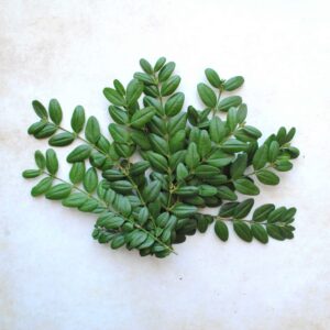 Buis frais - 5 petites branches fraiches pour rituel de purification