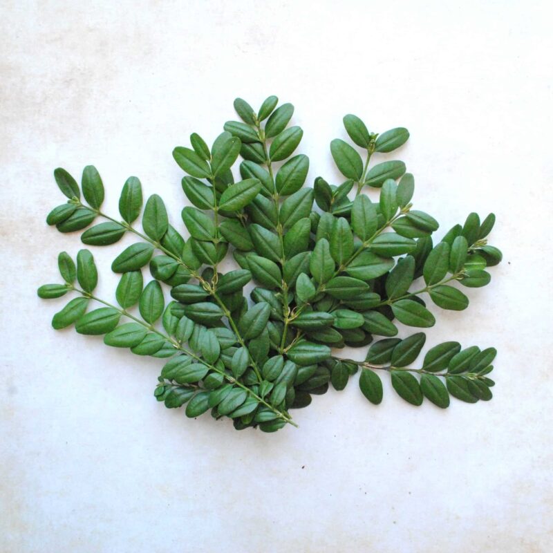 Buis frais - 5 petites branches fraiches pour rituel de purification