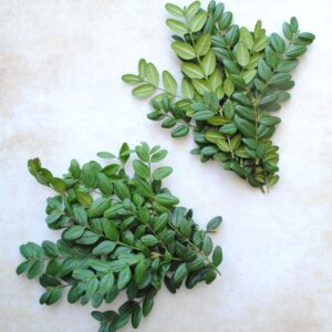Buis frais - 5 petites branches fraiches pour rituel de purification
