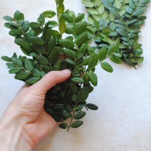 Buis frais - 5 petites branches fraiches pour rituel de purification