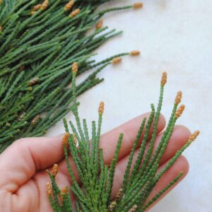 Calocèdre frais - petites branches fraiches- 20 gr pour fumigation