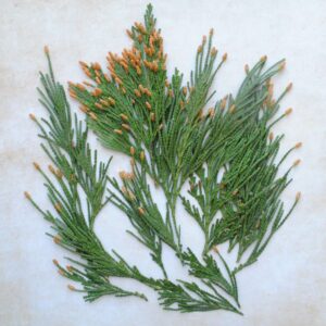 Calocèdre frais - petites branches fraiches- 20 gr pour fumigation