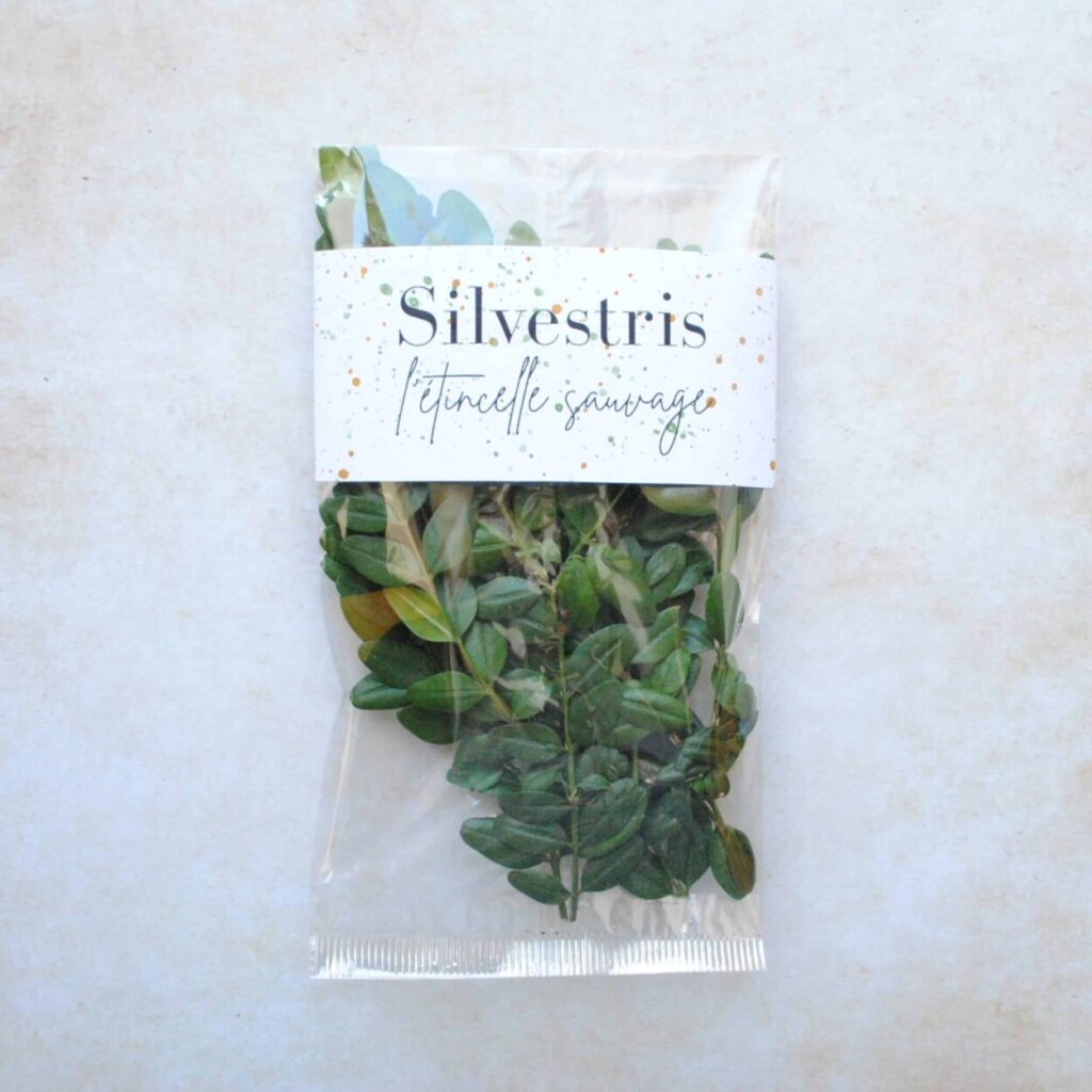 Buis frais - 5 petites branches fraiches pour rituel de purification