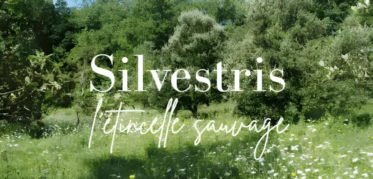Silvestris