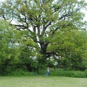Petites branches de chêne centenaire Quercus - 30 gr -
