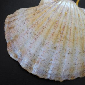 Coquille Saint-Jacques Impératrice -Talisman de Purification