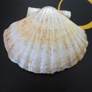 Coquille Saint-Jacques Impératrice -Talisman de Purification