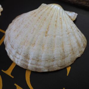 Coquille Saint-Jacques Soleil - Talisman de purification