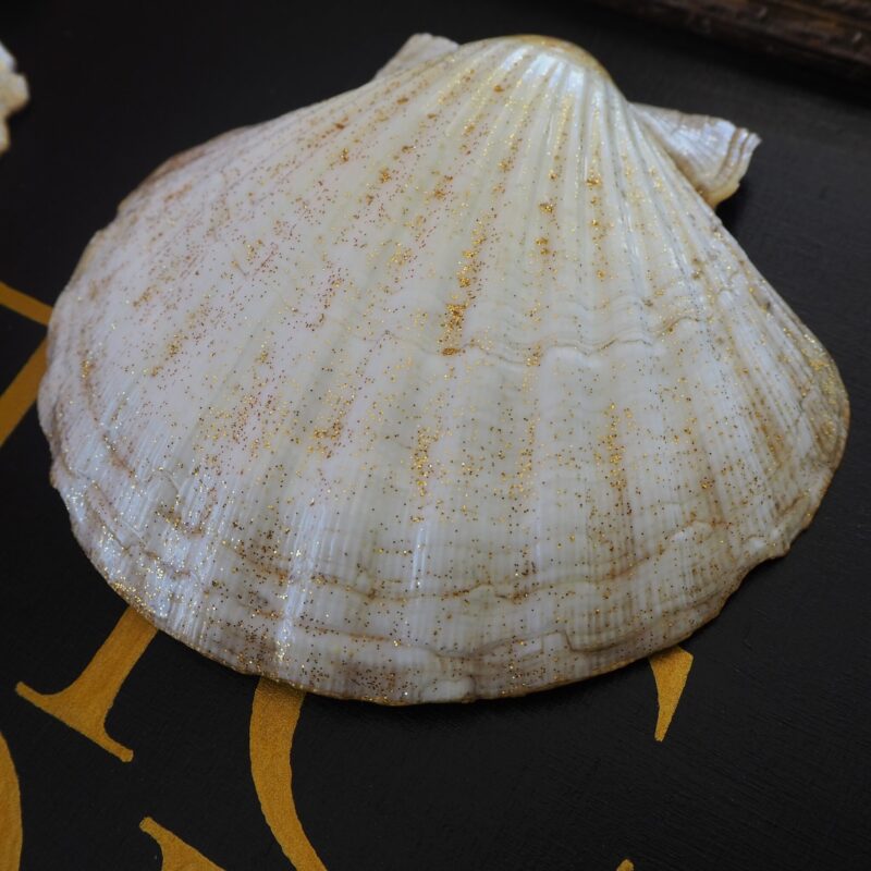 Coquille Saint-Jacques Soleil - Talisman de purification