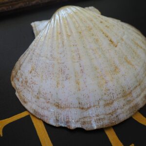 Coquille Saint-Jacques Soleil - Talisman de purification
