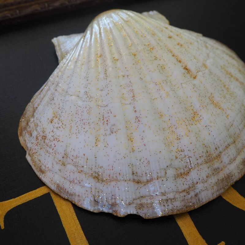 Coquille Saint-Jacques Soleil - Talisman de purification
