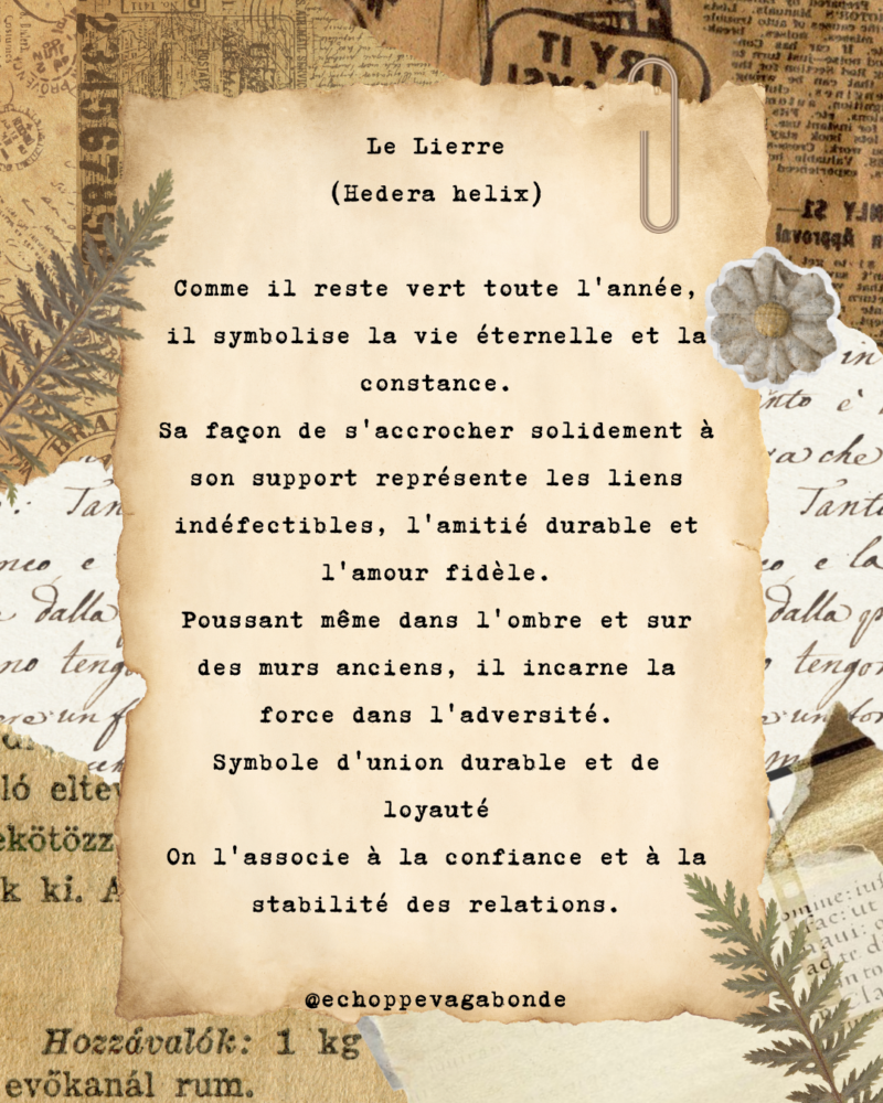 Collier "Lierre éternel" - Collection Herbier figé