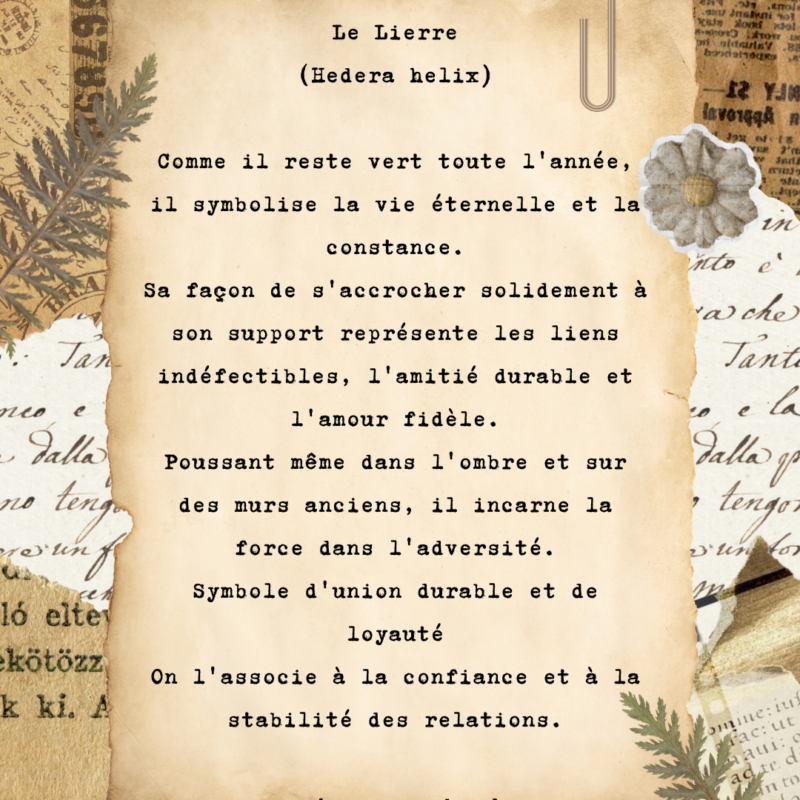 Collier "Lierre éternel" - Collection Herbier figé