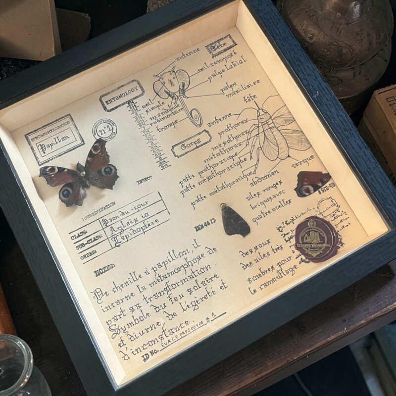 Cadre entomologique – Papillon véritable