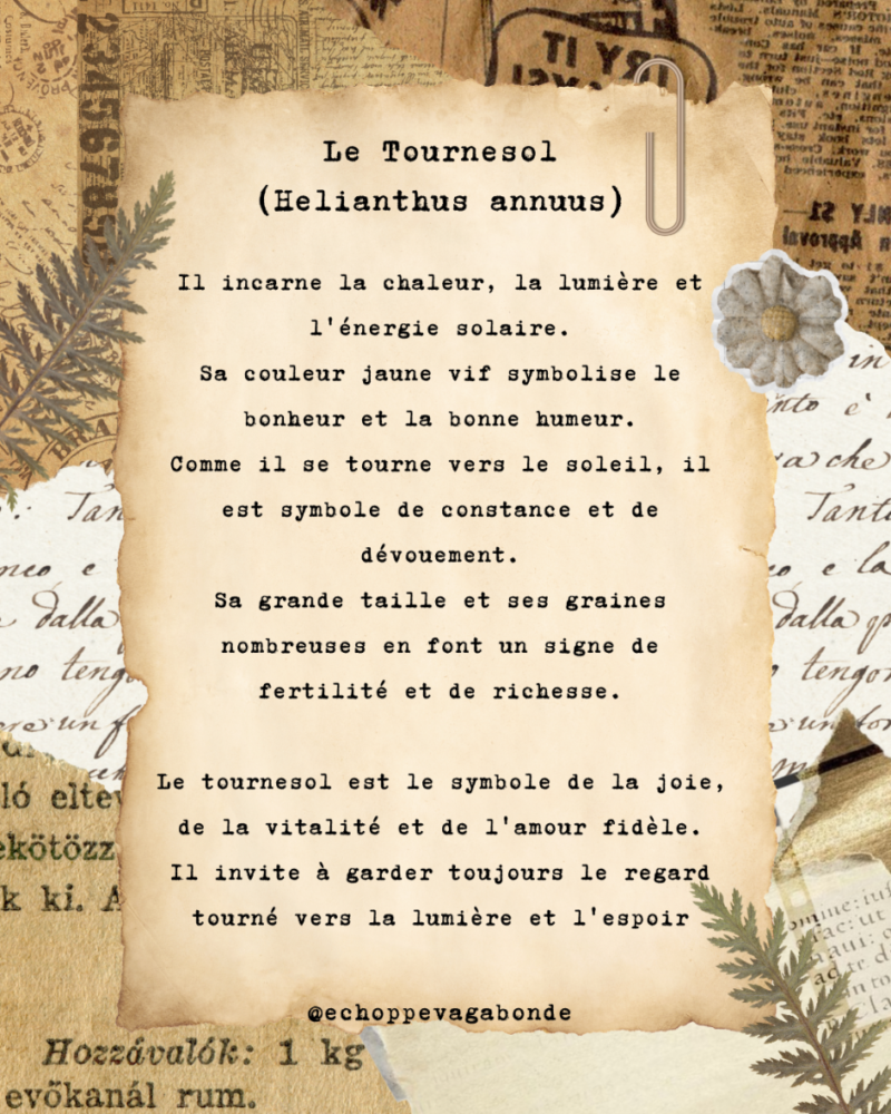 Boucles d'oreilles " Lumière de Tournesol " - Collection Herbier figé