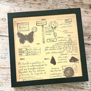 Cadre entomologique – Papillon véritable