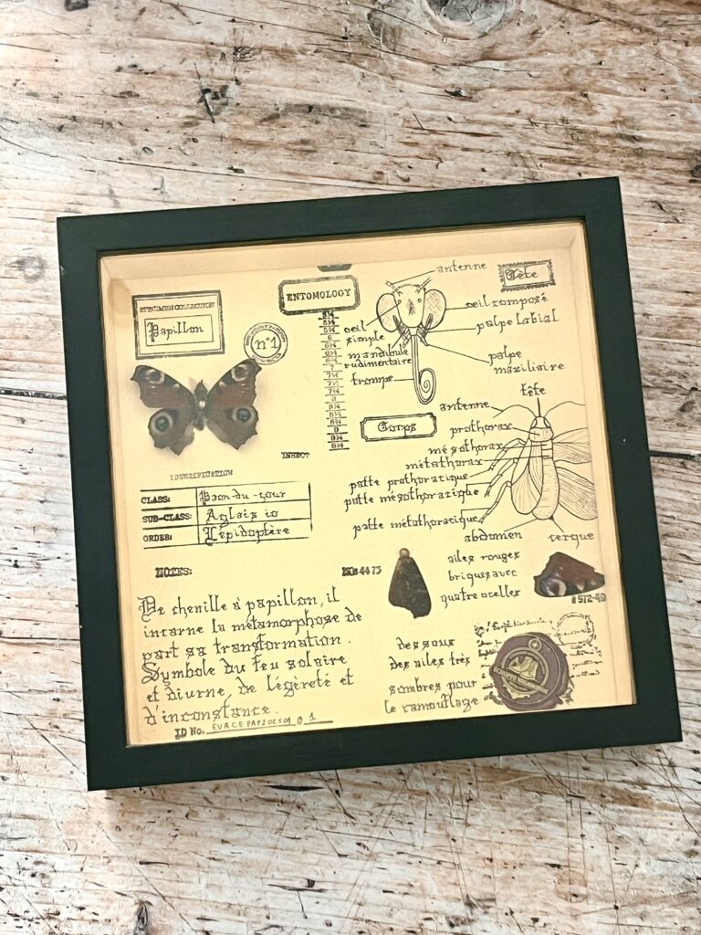 Cadre entomologique – Papillon véritable