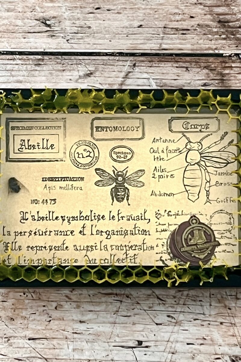 Cadre entomologique " Abeille " - Spécimen n°2