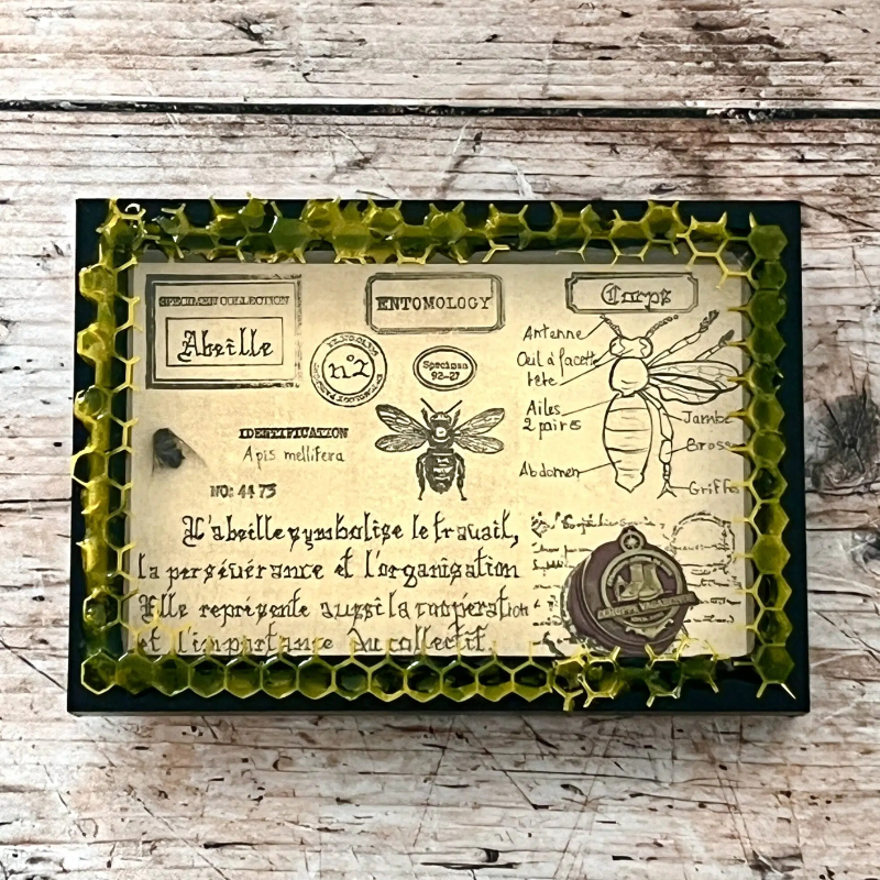 Cadre entomologique " Abeille " - Spécimen n°2